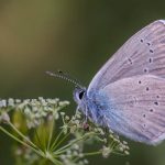 Humane Pest Control: Evicting Unwanted Guests Without Harm