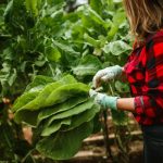 Community Gardens: Growing More Than Just Vegetables