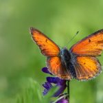 Micro-Credentials in Law: Specializing Without the JD