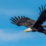 Flying Cars: Closer Than You Think or Pie in the Sky?