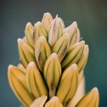 Biofabricated Beauty: Growing Clothes from Microorganisms