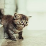 The Tiny House to McMansion Pipeline: Why Some Downsize Only to Upsize Later